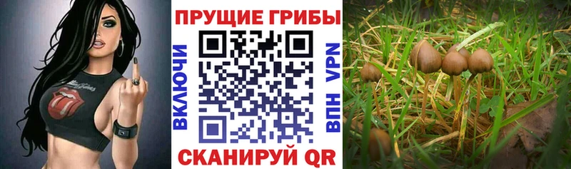 где найти наркотики  Шахты  Псилоцибиновые грибы прущие грибы 