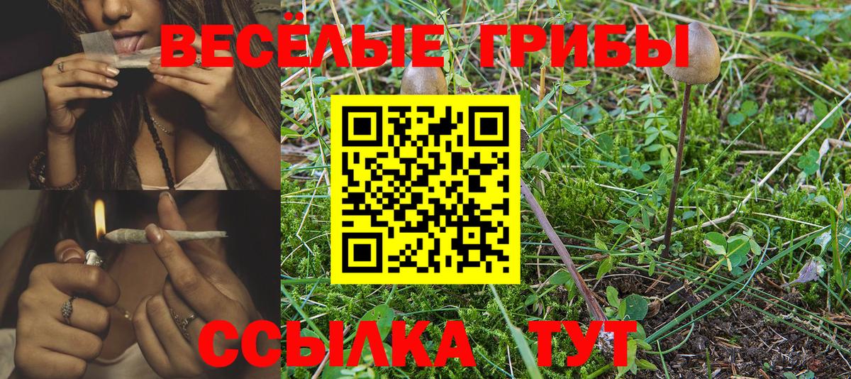 Галлюциногенные грибы Psilocybine cubensis Шахты